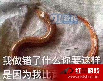 剥黄鳝视频,轻松学会高效去鳞